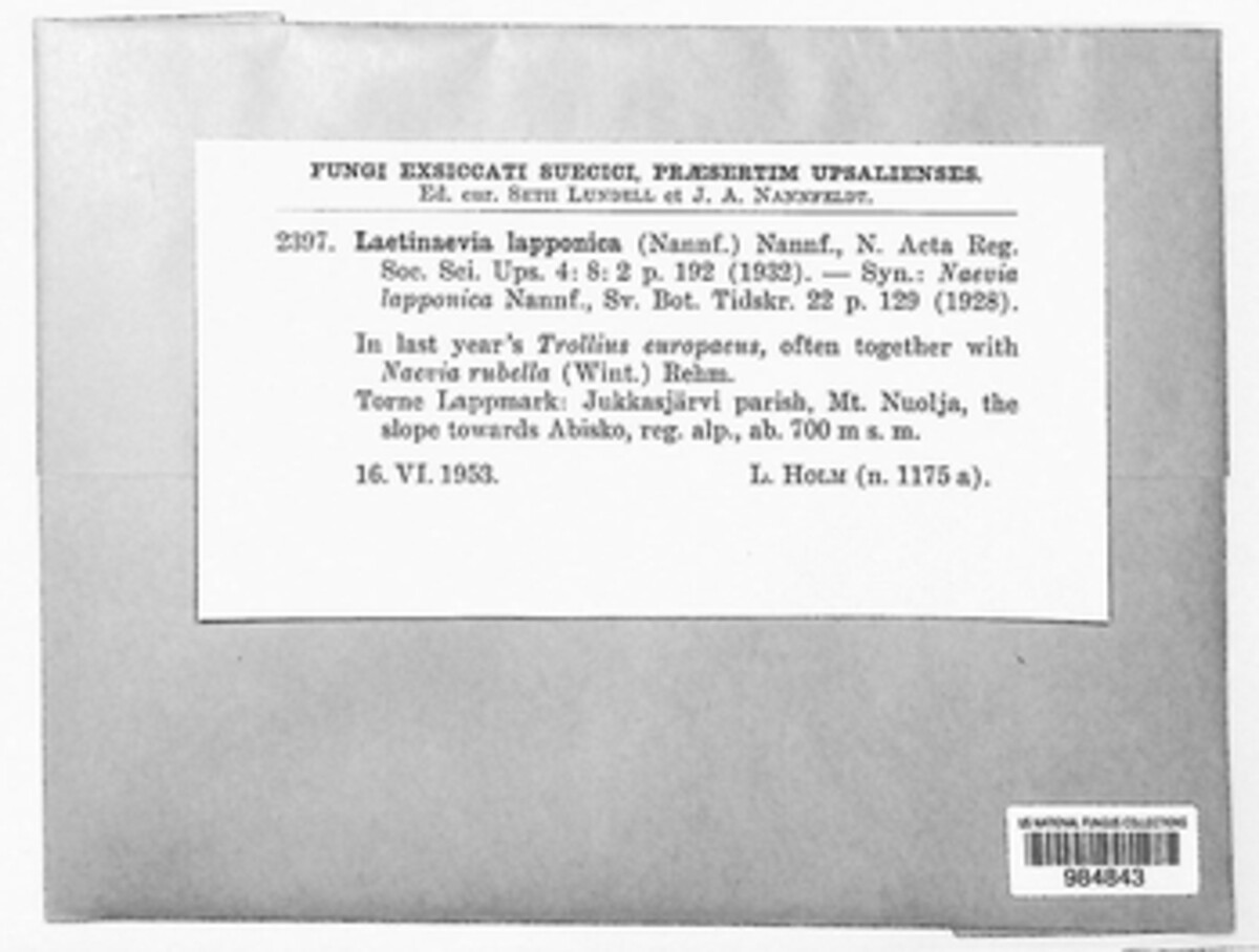 Laetinaevia lapponica image